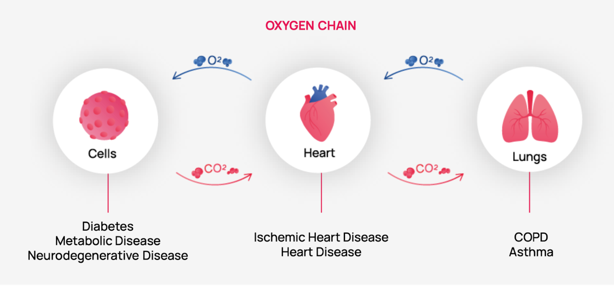 A diagram of a heart , lungs , and brain.