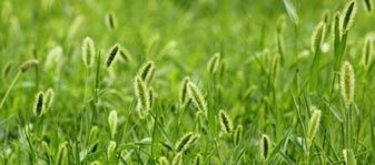 Good Grass — Hiawatha, KS — Maple Wood Lawn Care