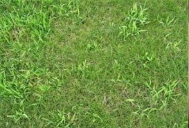 Spot Treatment of Weeds — Hiawatha, KS — Maple Wood Lawn Care