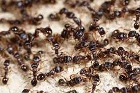 Ants — Hiawatha, KS — Maple Wood Lawn Care