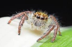 Spider — Hiawatha, KS — Maple Wood Lawn Care
