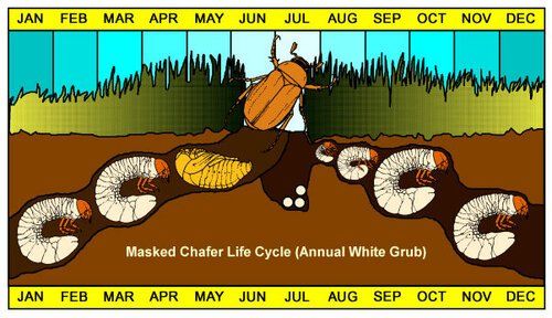 Grub Life Cycle — Hiawatha, KS — Maple Wood Lawn Care