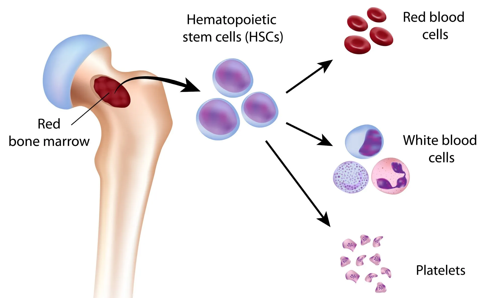 Уколы стволовых клеток. Plasma Cell. Globule перевод.