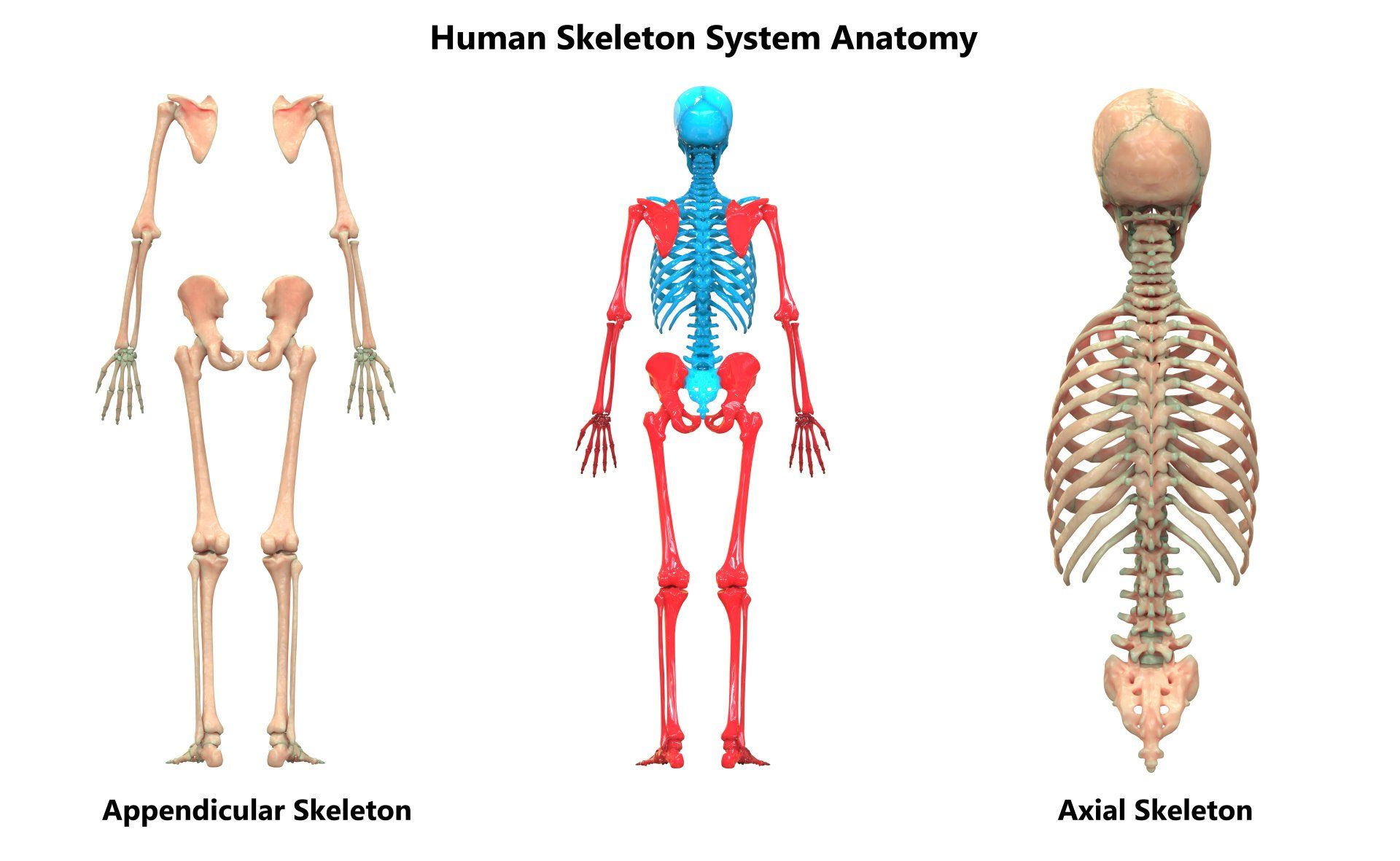 Bone Anatomy and Function