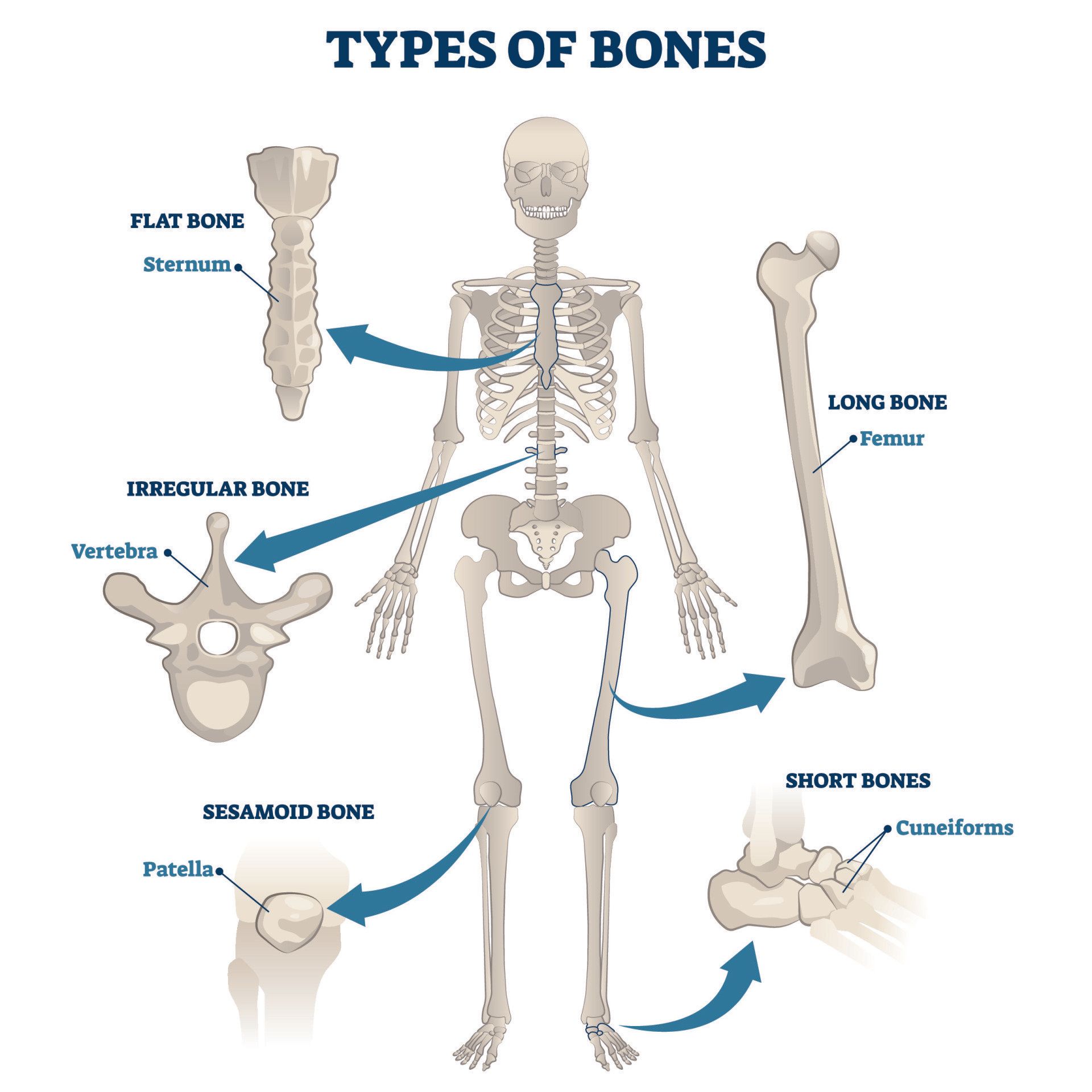 Bone done. Скелет анатомия. Плоские кости. Types of Bones. Плоские кости в скелете человека.