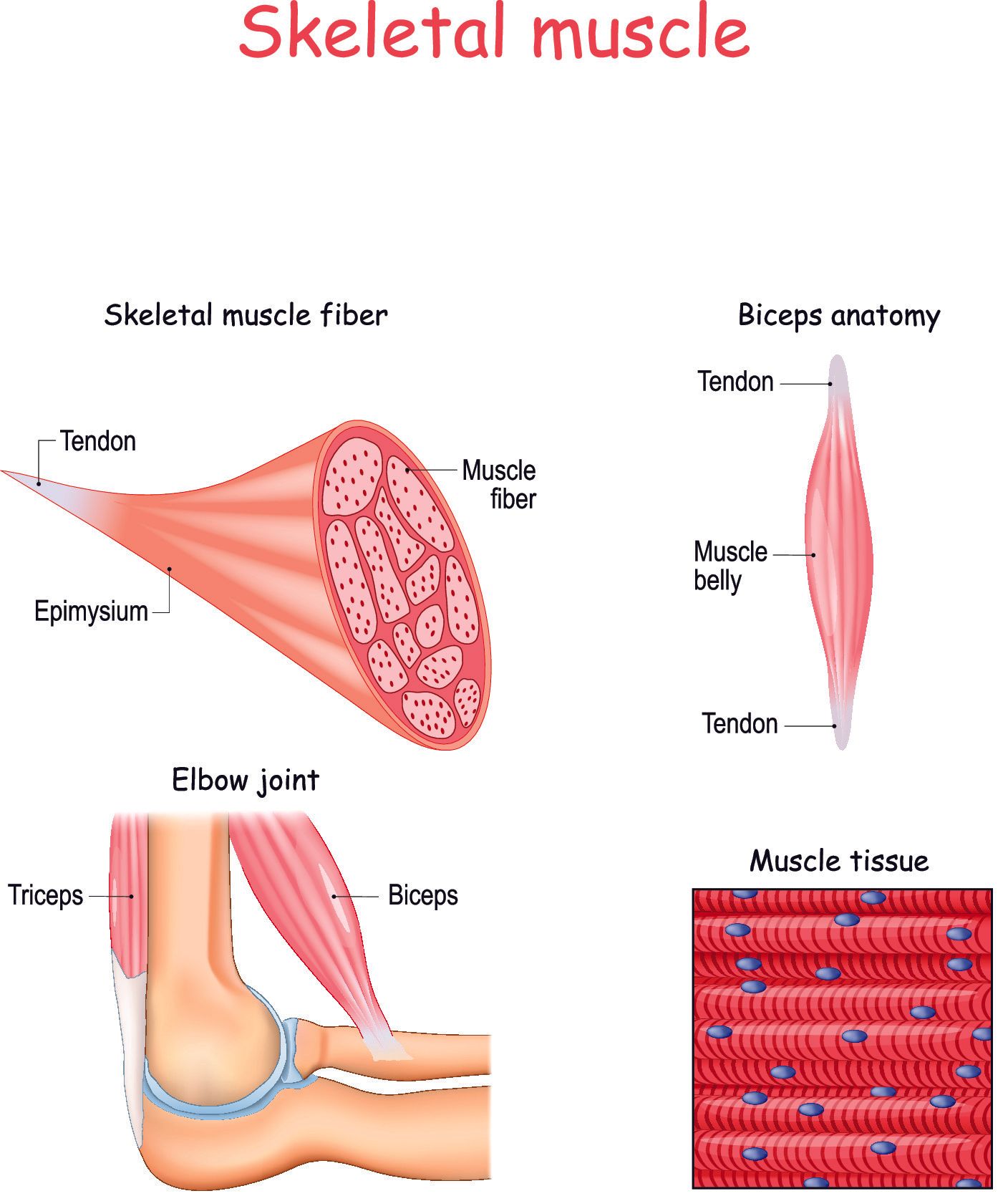 Muscle meaning. Трицепс анатомия. Muscle Tissue. Red and White muscle Fibers