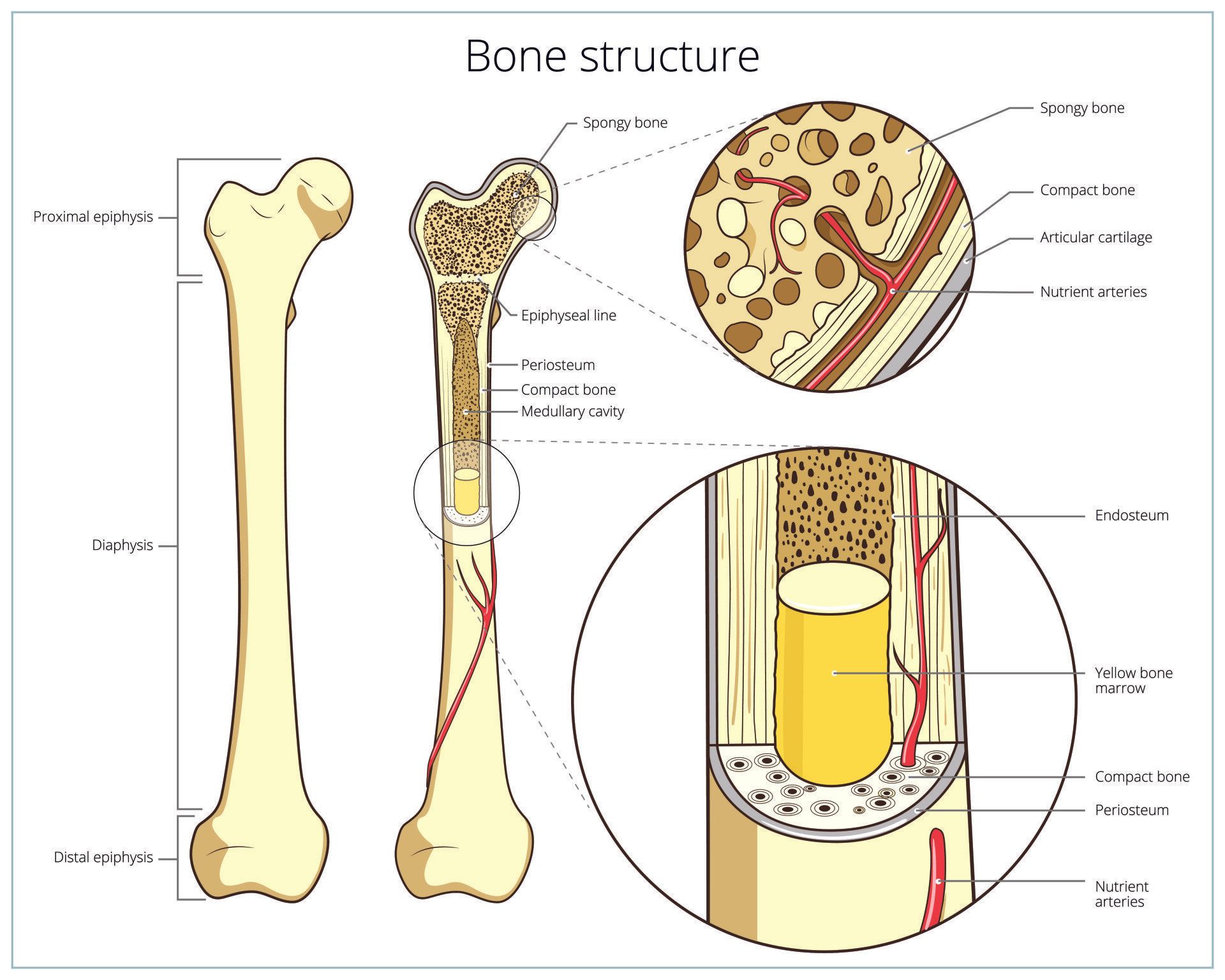 Bone Anatomy and Function Bone Anatomy and Function