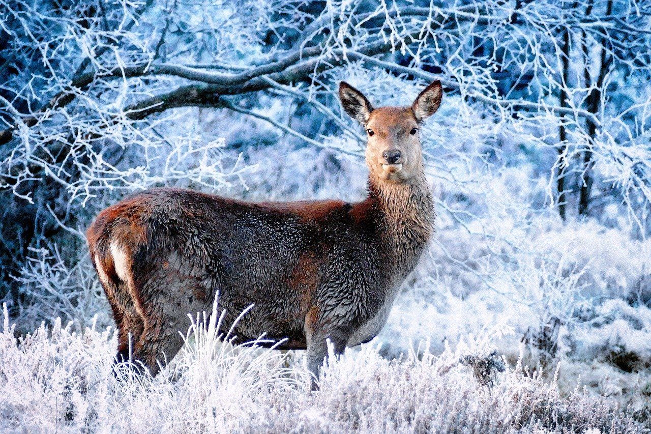 Deer standing in winter scene