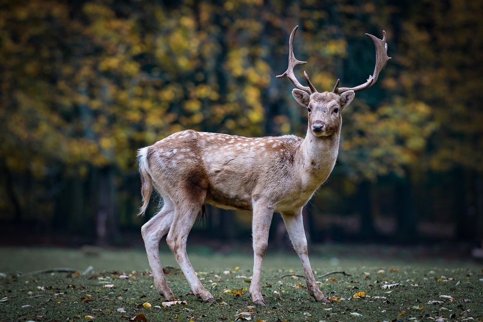 Keeping Deer Away from Your Home is a Good Way to Avoid Diseases They Carry