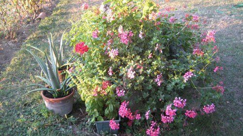 un vaso di fiori rosa e accanto due vasi di piante grasse