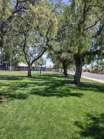 Window Tinting Service-A lush green park with trees and grass on a sunny day.