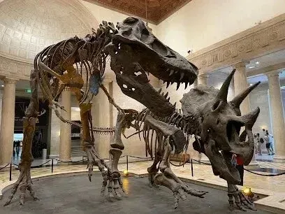 Window Tinting Service-Two dinosaur skeletons are displayed in a museum.