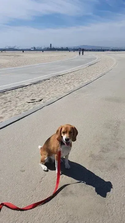 Window Tinting Service-A small brown and white dog is sitting on a leash on a beach.