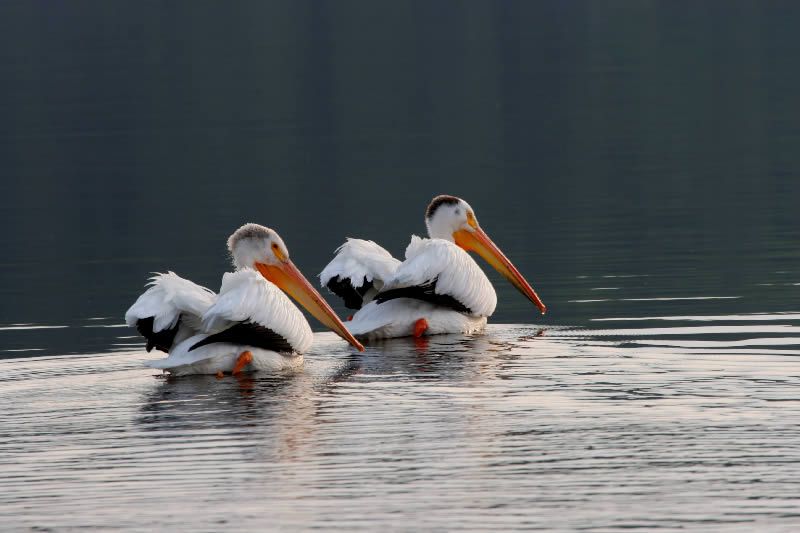 pelicans at Oak Lake Lodge.