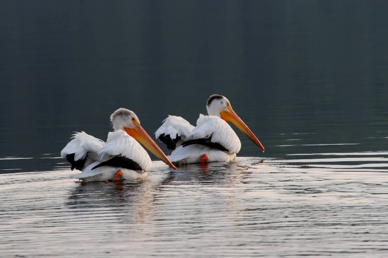 Two pelicans are swimming in a body of water