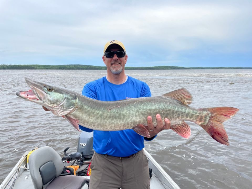 A man in a boat is holding a large muskie in his hands.