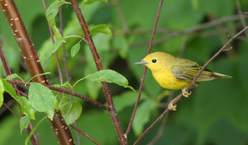 A small yellow bird perched on a tree branch.