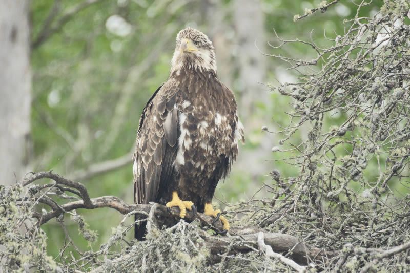 A bald eagle perched on a tree branch.