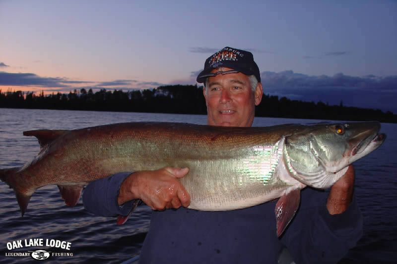 A man is holding a large muskie in front of oak lake lodge