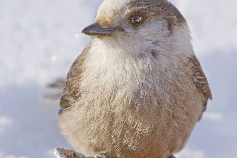 A small bird is sitting on a branch in the snow.