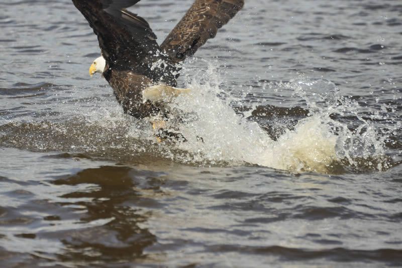An eagle scoops a walleye from the lake in Canada.