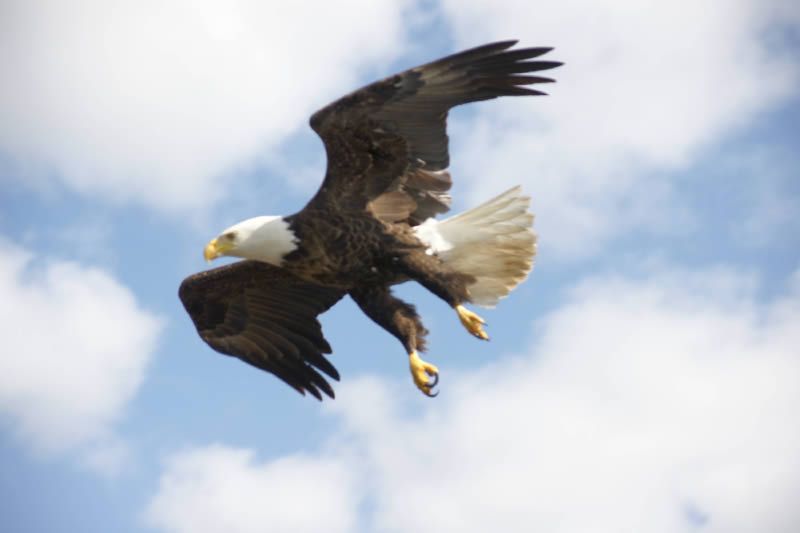 A bald eagle is flying through a cloudy blue sky