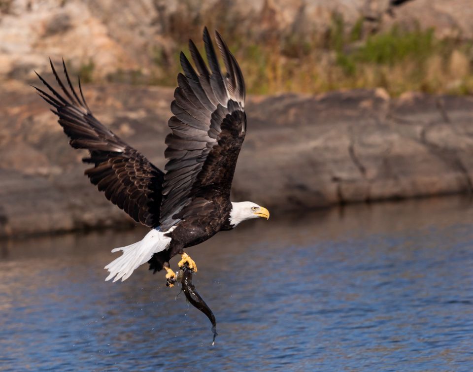 A bald eagle is flying over a body of water with a fish in its talons.