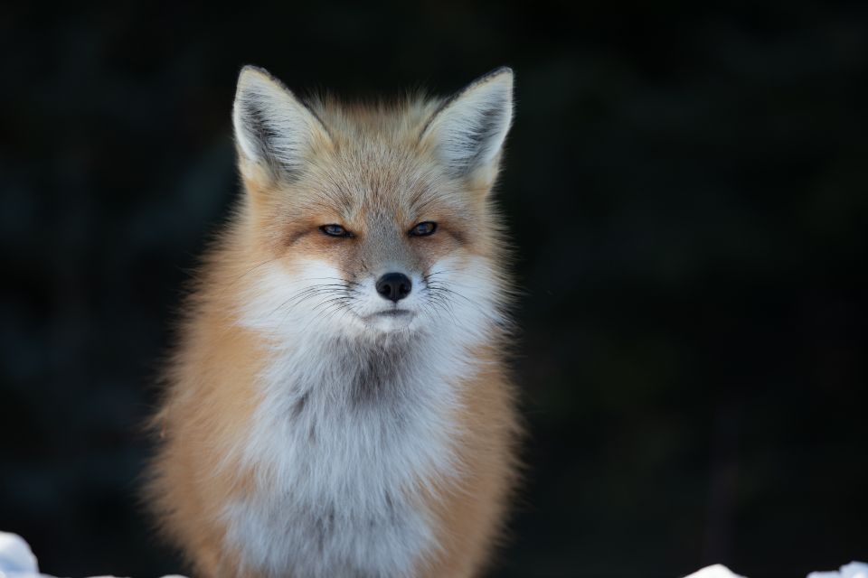 A red fox is standing in the snow and looking at the camera.