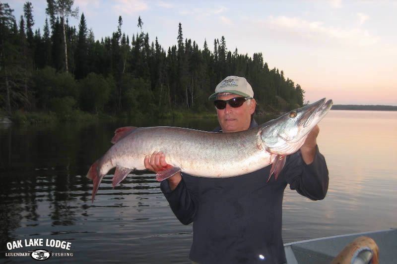 Huge muskie held by a fisherman in Canada.