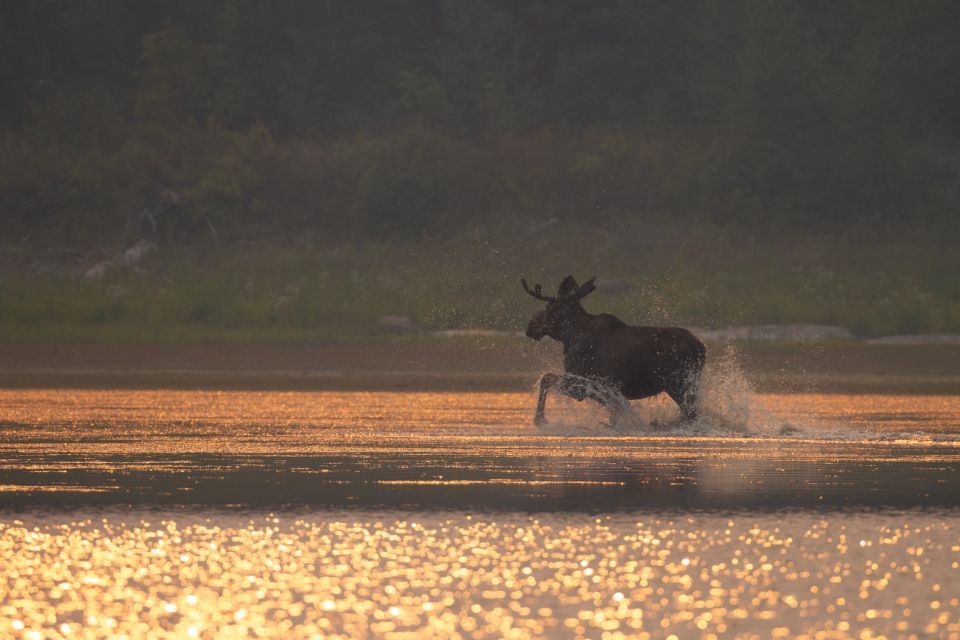 A moose is running across a lake at sunset.