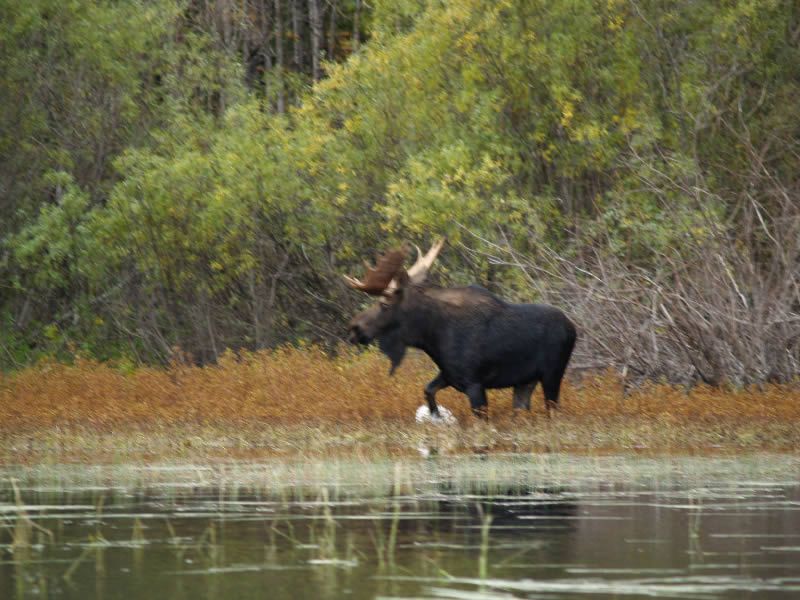 Moose in the shallow waters at Oak Lake Lodge.