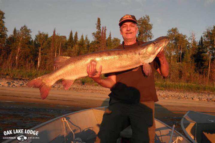 Man holding a huge muskie caught fishing in Canada.