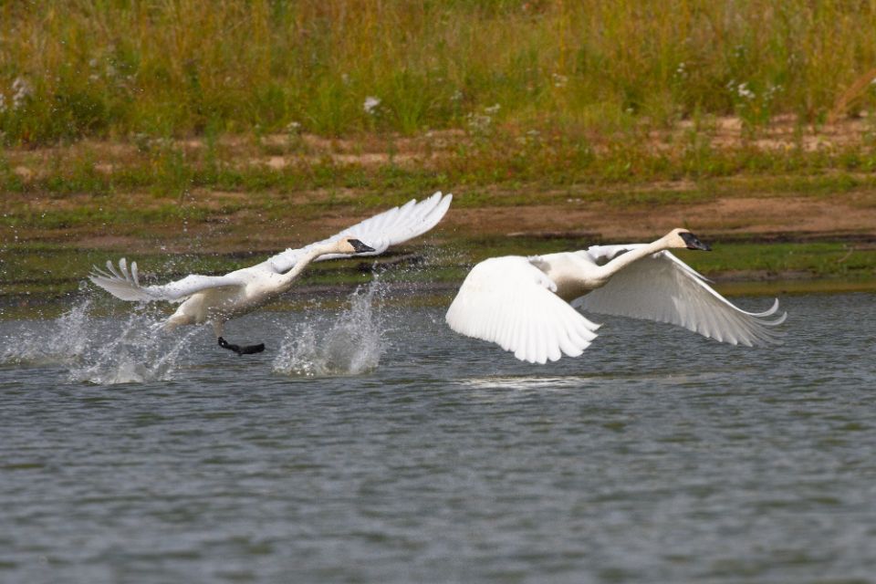 Two white swans are flying over a body of water.