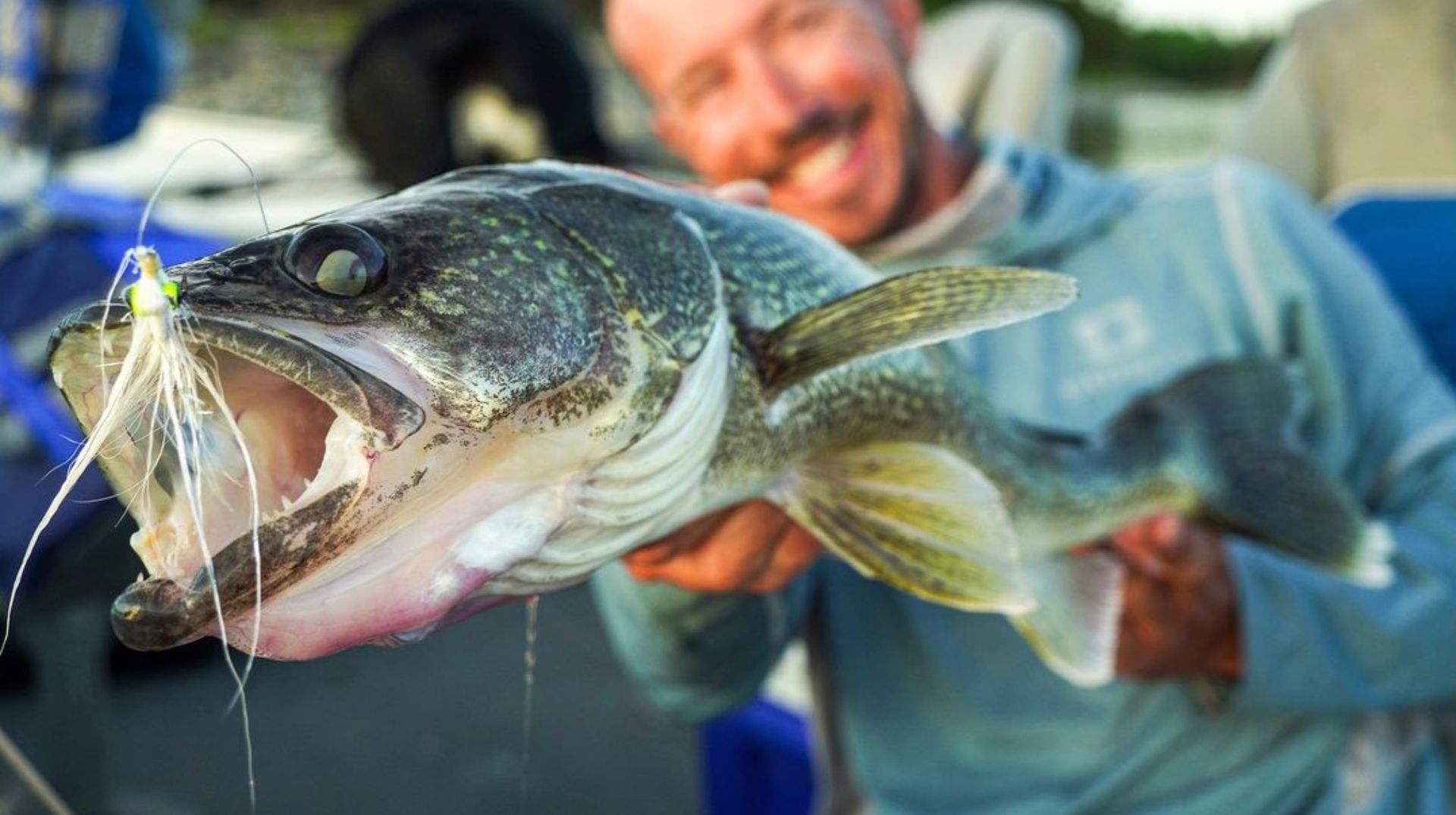 A beautiful close of photo of a walleye pointed toward the camera lens.