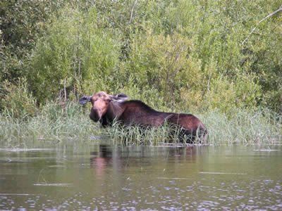 A moose is standing in the middle of a lake.