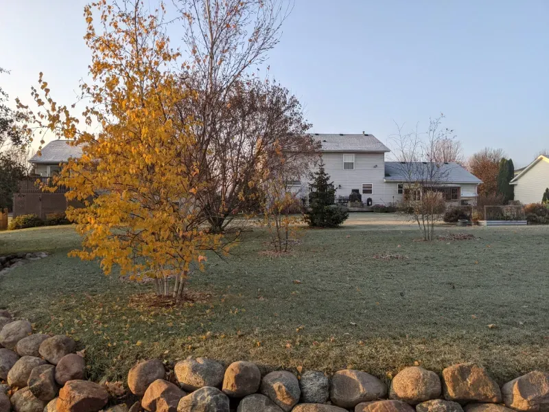 A tree with yellow leaves in front of a house