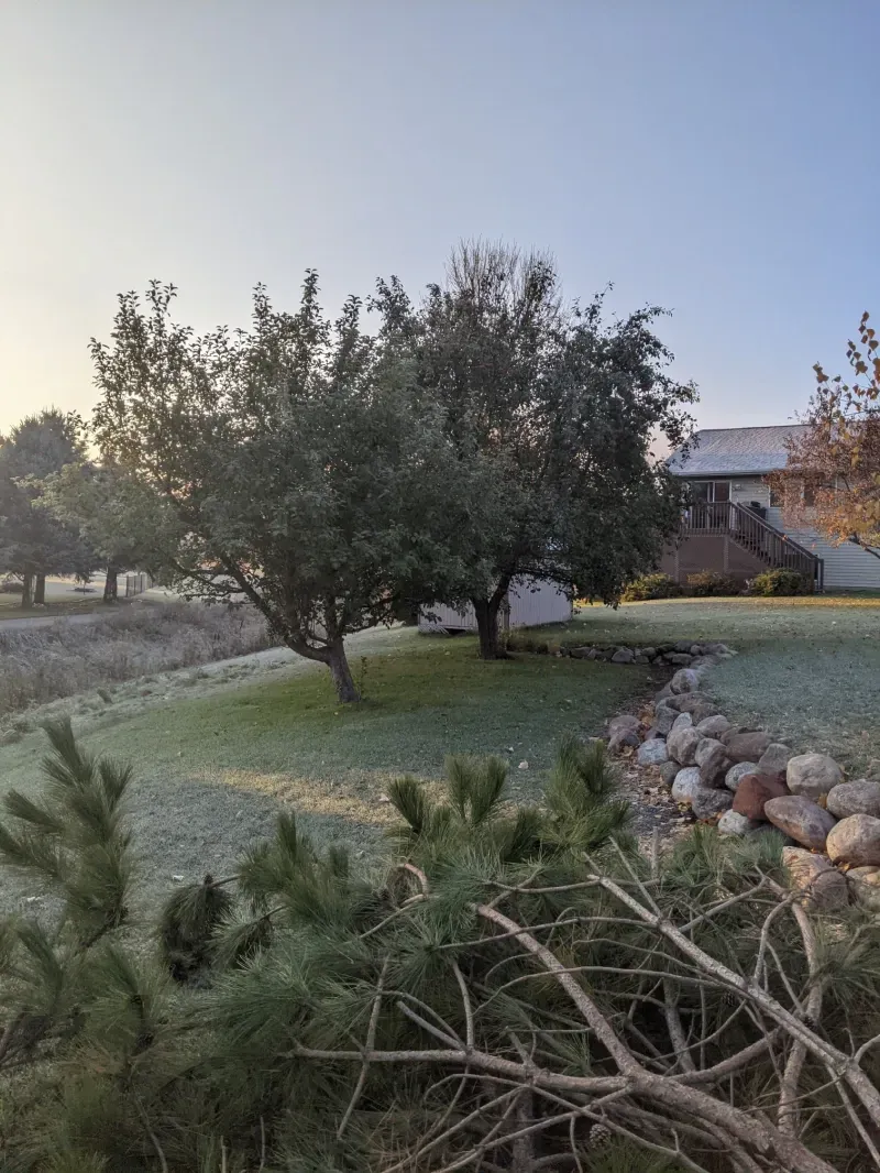 There is a house in the background and a tree in the foreground.