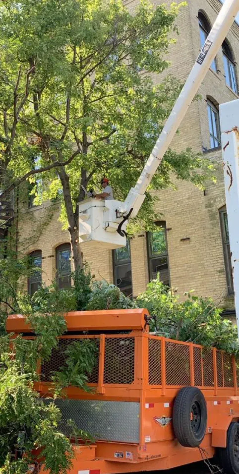 A crane is cutting a tree in front of a building.