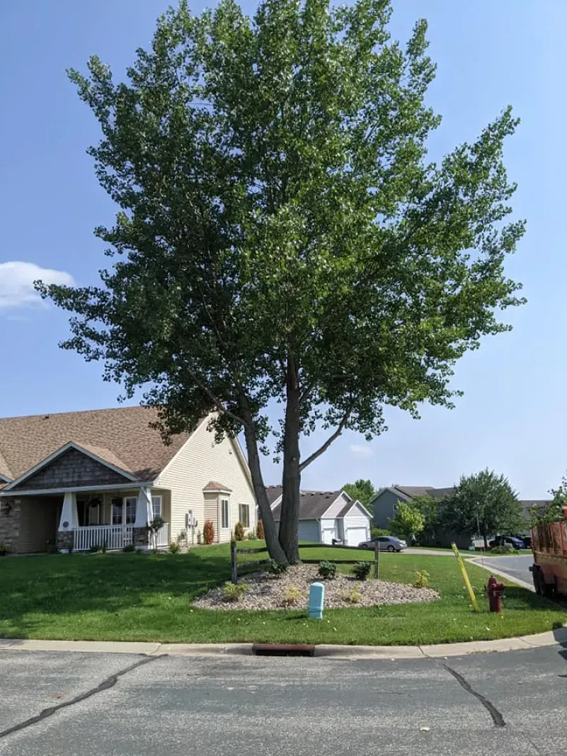 A large tree is in the middle of a residential area in front of a house.