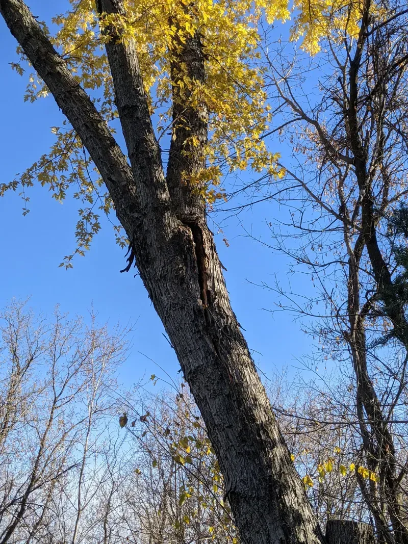 A tree with yellow leaves against a blue sky