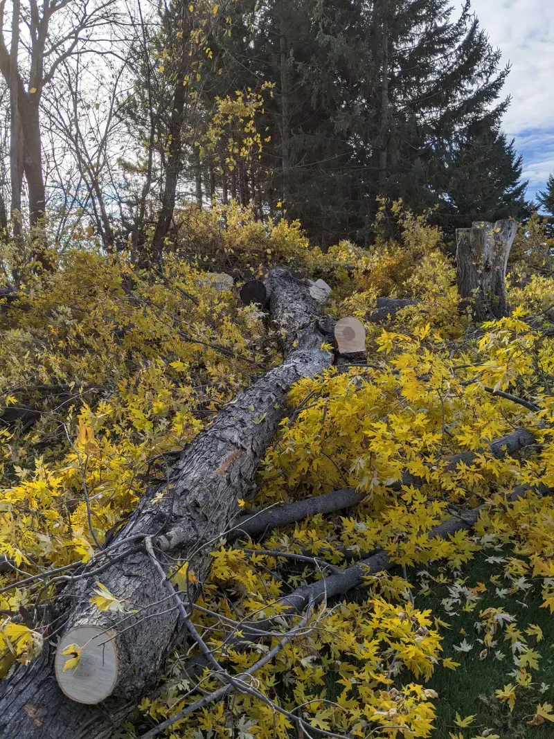 A large log is laying in the middle of a field of yellow flowers.