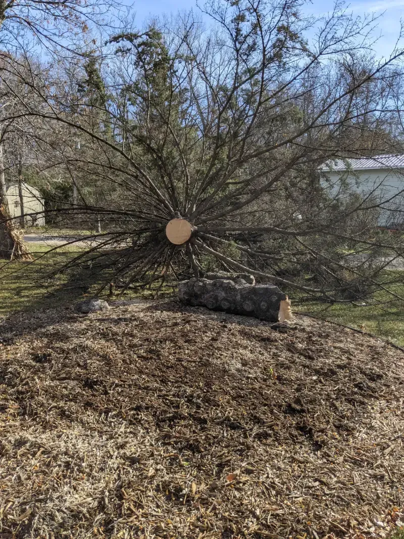 A tree stump is sitting on top of a pile of mulch in a yard.