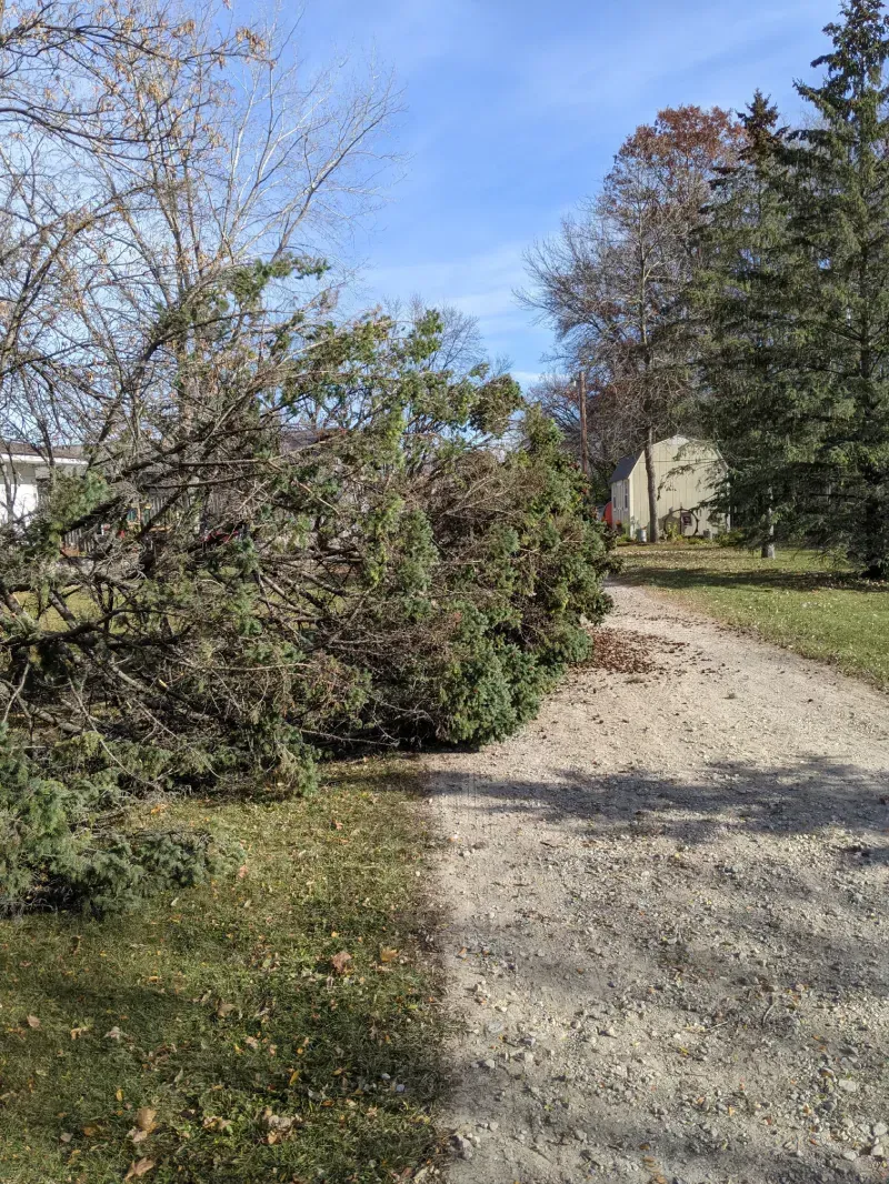 A fallen tree on the side of a dirt road.
