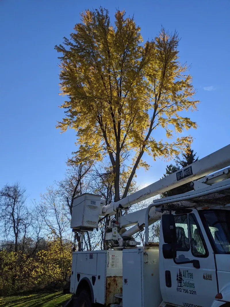 A white truck with a bucket on the back is cutting a tree.