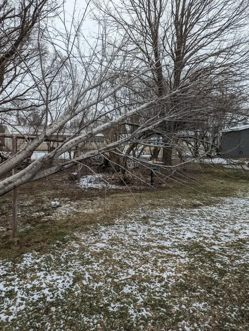 A tree that has fallen in the snow in a field.