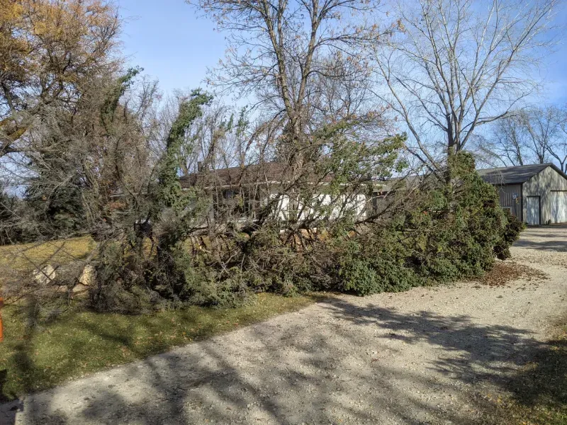 A fallen tree in the middle of a dirt road in front of a house.