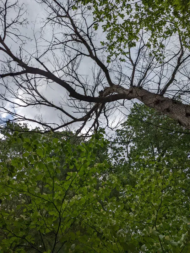 Looking up at a tree with lots of branches and leaves