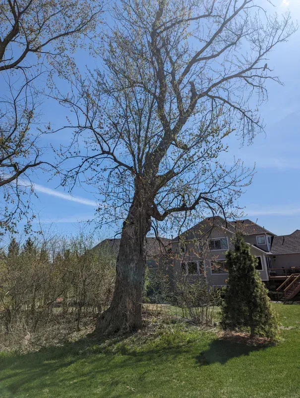 A large tree in the middle of a lush green field with a house in the background.