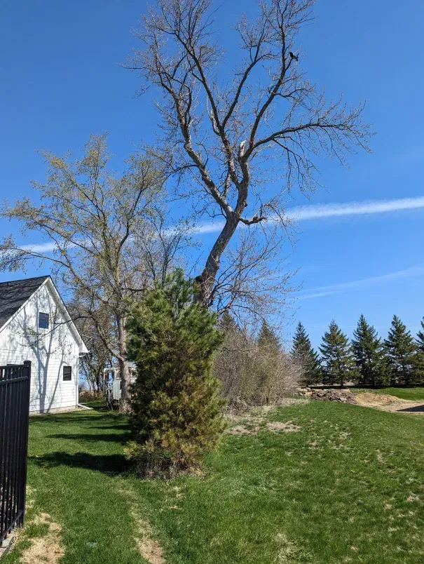 There is a tree in the middle of a lush green field.