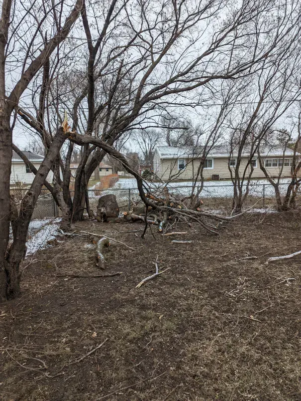 A fallen tree in a yard with a house in the background.